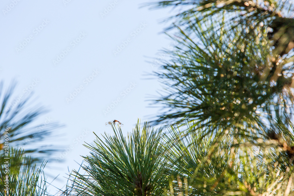 dragonfly resting on pine tree dragonfly resting on pine tree