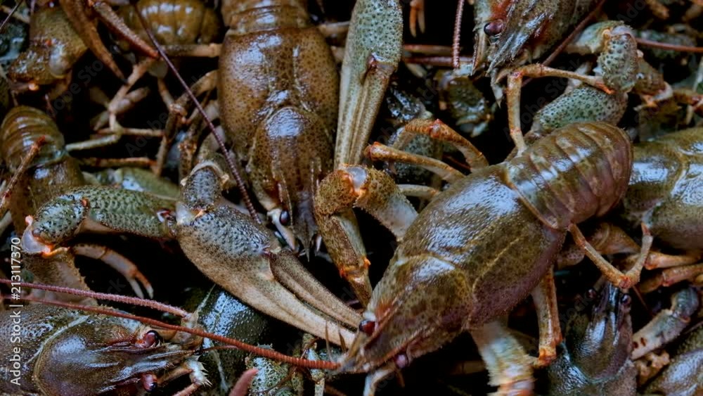 Live fresh crayfish close-up. Seafood background. 4k video
Live fresh crayfish close-up. Seafood background. 4k video