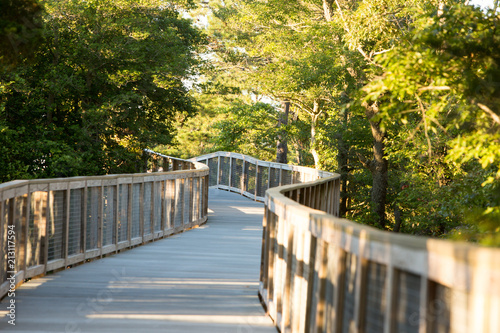 bridge pathway through pine trees