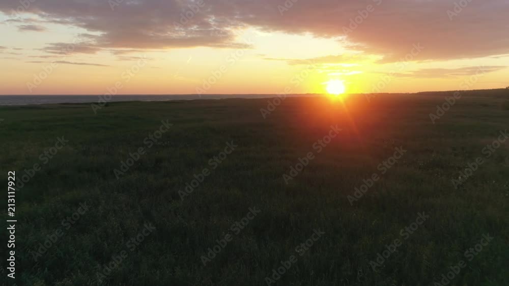 Coastal reed meadow aerial shot at sunset Coastal reed meadow aerial shot at sunset