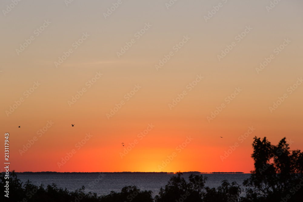 Fototapeta premium birds flying sunset sky 