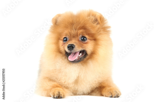 Pomeranian dog isolated on white background