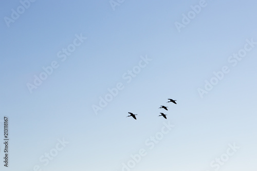 flock of coastal birds flying