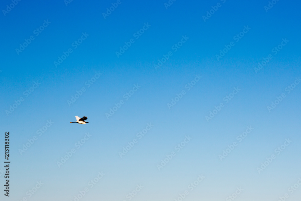 bird flying late afternoon clear blue sky bird flying late afternoon clear blue sky