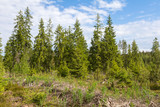 a group of spruce left after logging