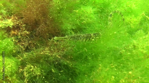 Fish of the Black Sea. A Black striped pipefish Syngnathus abaster  in thickets of green algae. photo