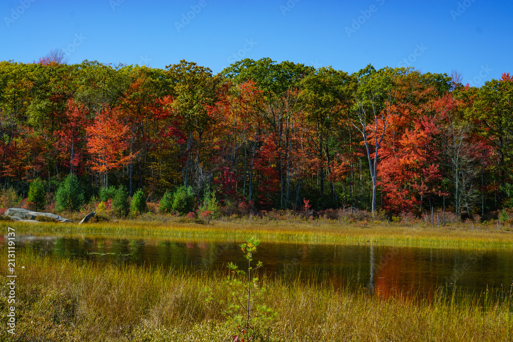 Bright Autumn Foliage Around a Lake