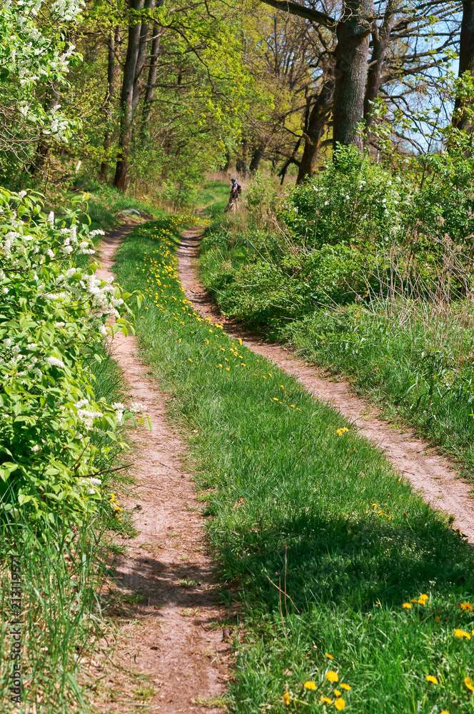 Forest path between trees in summer. Path in green forest in spring. Forest path between trees in summer. Path in green forest in spring.
