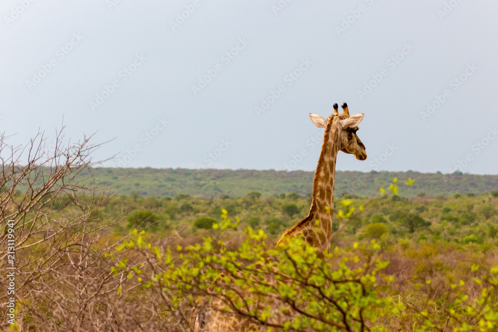 Giraffe head over tree