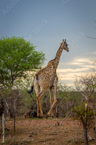 Giraffe walking away