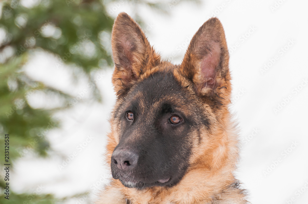 Portrait of a german shepherd puppy dog at winter