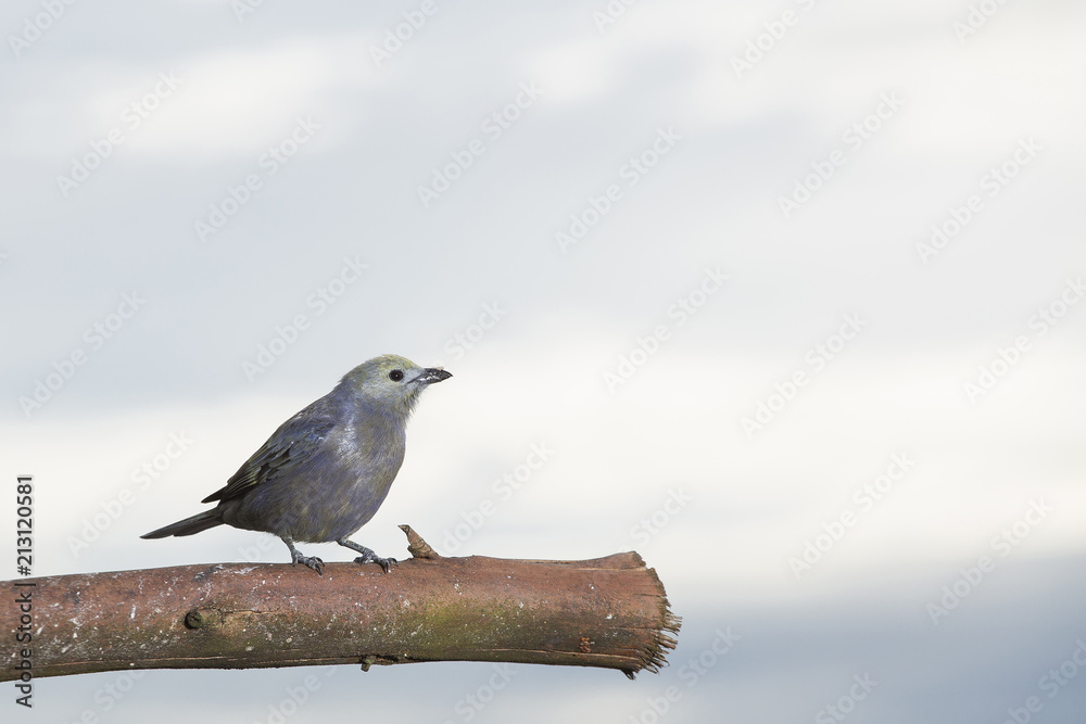 The tanager or tile of palm trees - Thraupis palmarum. The tanager or tile of palm trees - Thraupis palmarum.