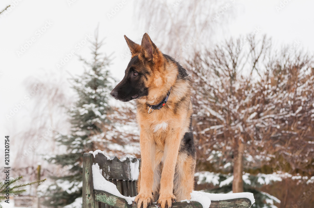 A german shepherd puppy dog standing on a bench at winter
