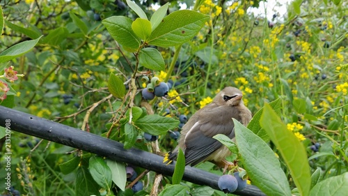 Bohemian waxwing in a blueberries farm after plucking a blueberry close up