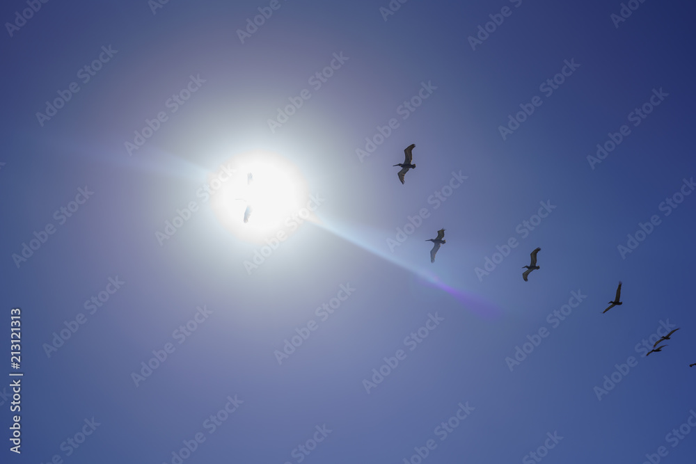 Birds Flying into the Sun in San Diego, California.
