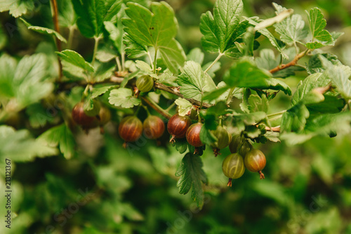 Fresh organic green gooseberries on a branch of gooseberry bush in the fruit garden.Selective focus.