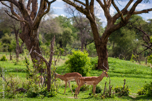 Antelope © Abraham