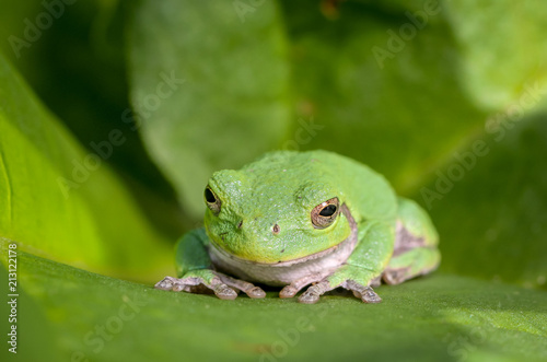 Green Tree Frog on Leaf