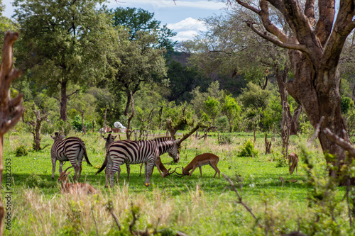 Zebras and Antelope