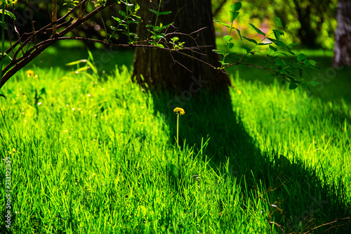 Yellow dandelion flowers at springtime. photo