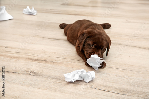 Fototapeta Naklejka Na Ścianę i Meble -  Mischievous chocolate Labrador Retriever puppy and torn paper on floor