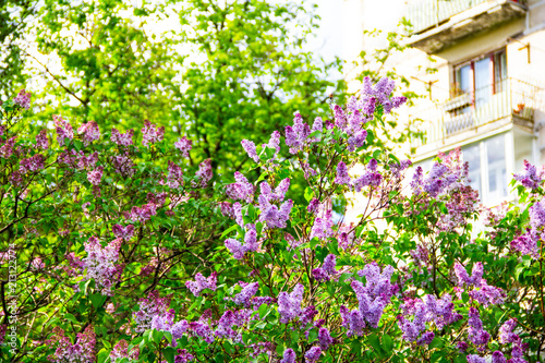 Lilac (Syringa vulgaris) in garden, Moscow region, Russia