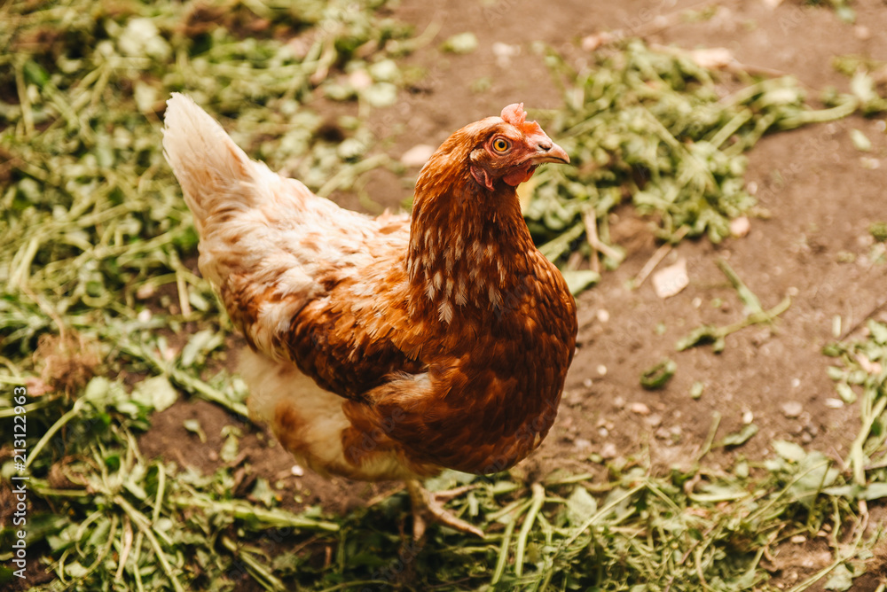 Domestic cock in a village. Chicken bird outdoor. Chicken eating grass in village farm.