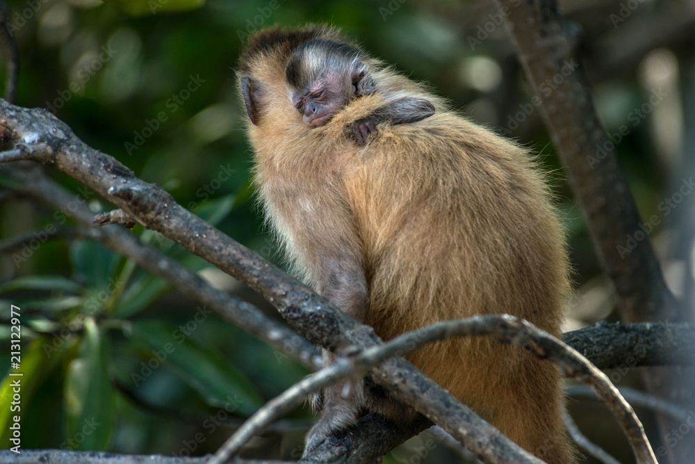 Female capuchin monkey with a baby on her back, Atins, Maranhao state, Brazil Female capuchin monkey with a baby on her back, Atins, Maranhao state, Brazil