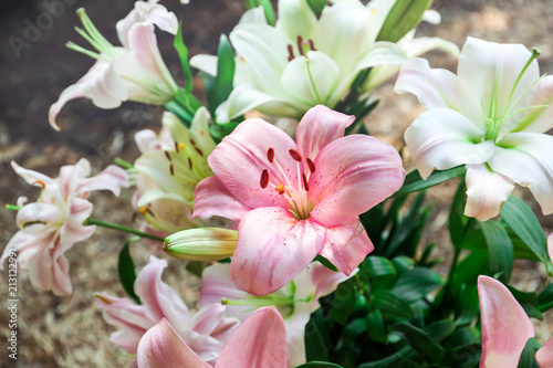 Beautiful blooming lily flowers in garden  closeup