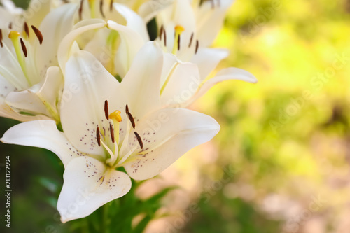 Beautiful blooming lily flowers in garden  closeup
