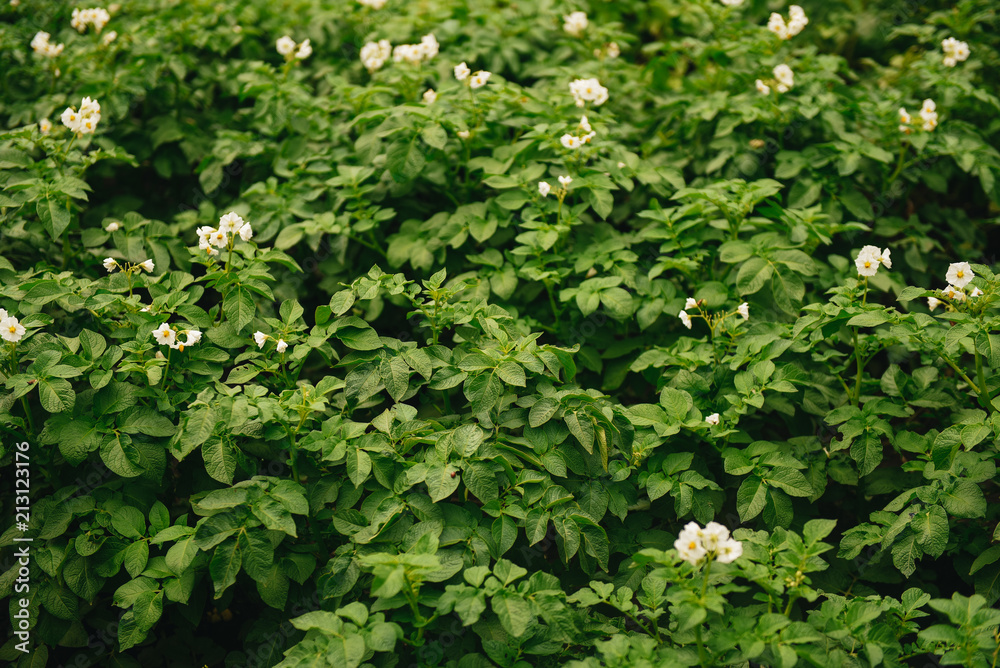 Blossoming of potato fields, potatoes plants with white flowers growing on farmers fiels