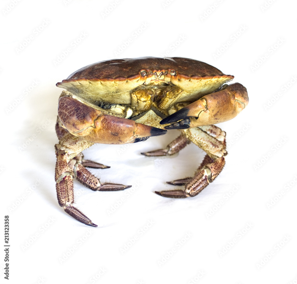 Raw crab isolated on a white.