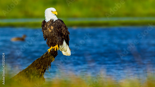 Bald Eagle (Haliaeetus leucocephalus) in British Columbia, Canada photo