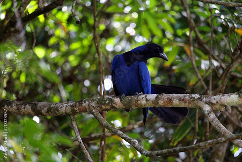 Gralha Azul