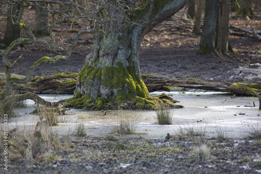 frozen tree frozen tree