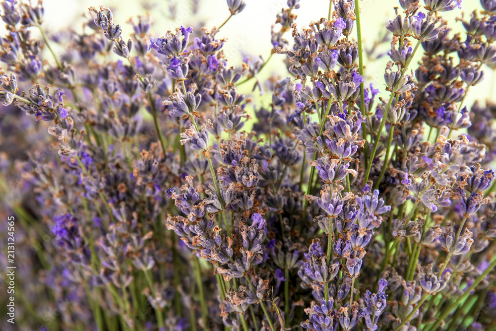 Obraz premium Blooming lavender flowers on color background, closeup