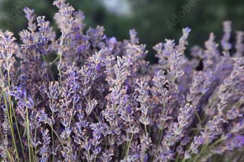 Blooming lavender flowers on blurred background  closeup