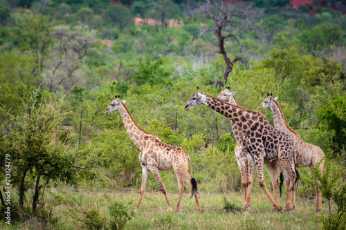 Giraffe walking