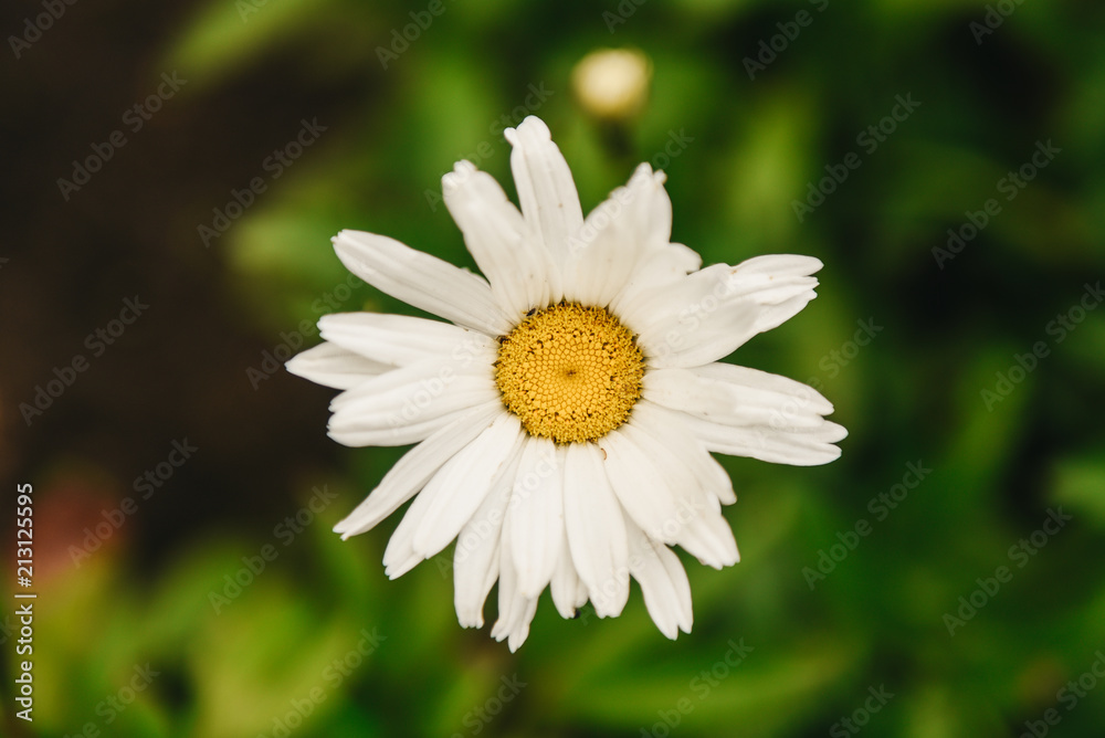 Flowering of daisies. Oxeye daisy, Leucanthemum vulgare, Daisies, Dox-eye, Common daisy, Dog daisy, Moon daisy. Gardening concept Flowering of daisies. Oxeye daisy, Leucanthemum vulgare, Daisies, Dox-eye, Common daisy, Dog daisy, Moon daisy. Gardening concept