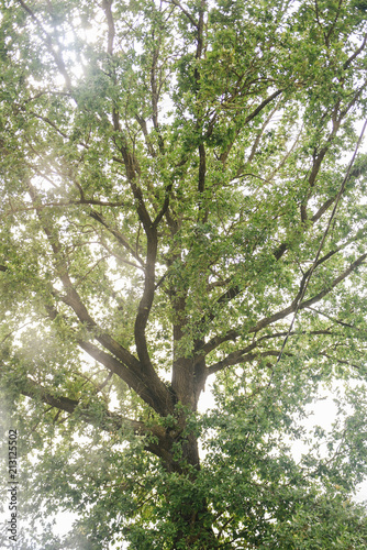 Oak Branch, illuminated by the sun with a bright green foliage photo