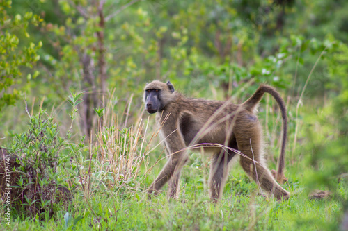 Baboon walking © Abraham