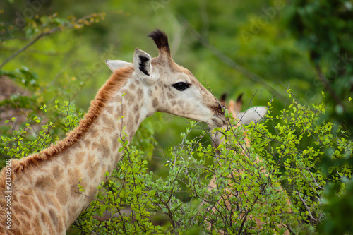 Giraffe eating