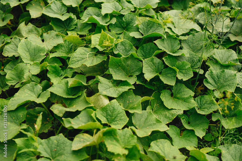 A lot of ovary plant cucumber. Young plant cucumber with yellow flowers. A lot of ovary plant cucumber. Young plant cucumber with yellow flowers.