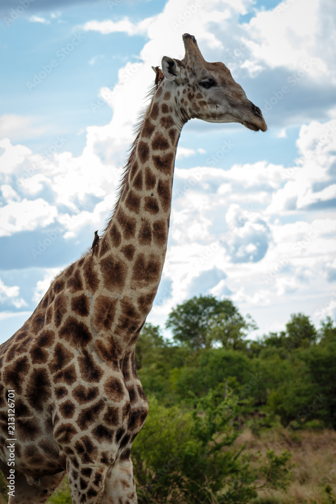Giraffe Giraffe