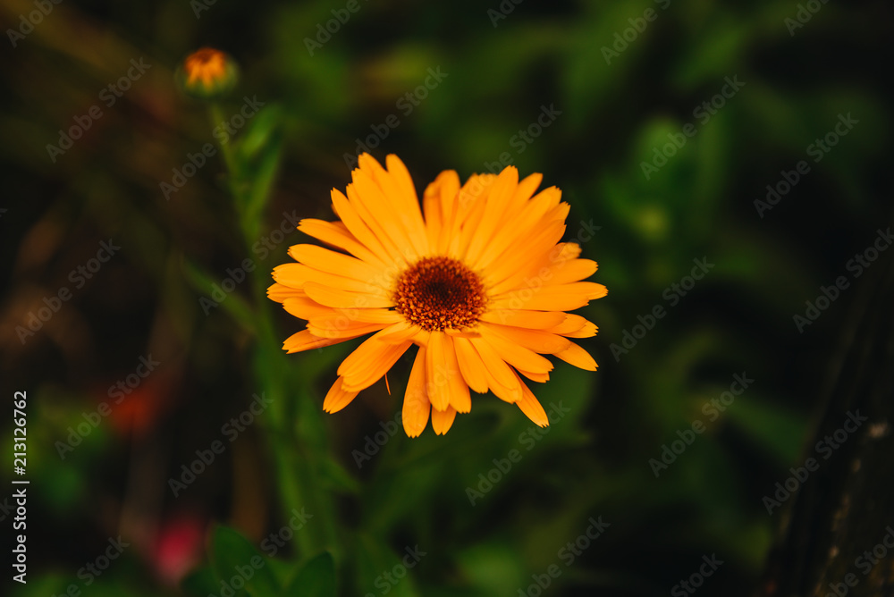 Flower with leaves Calendula (Calendula officinalis, pot, garden or English marigold) on blurred green background. Calendula on the sunny summer day. Close up of Medicinal Calendula herb. Flower with leaves Calendula (Calendula officinalis, pot, garden or English marigold) on blurred green background. Calendula on the sunny summer day. Close up of Medicinal Calendula herb.