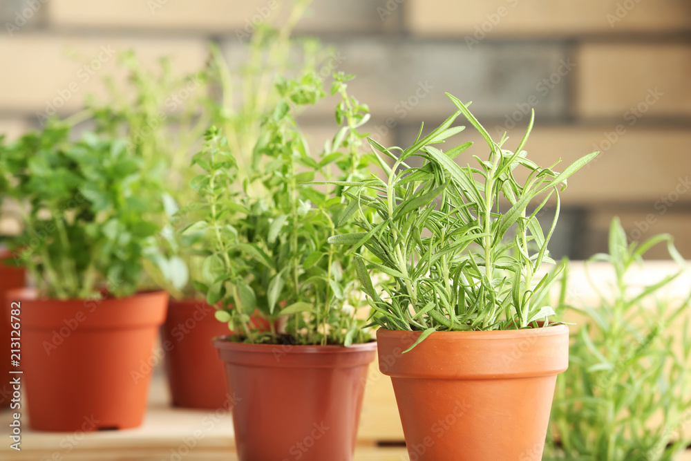 Pots with fresh rosemary on table against blurred background Pots with fresh rosemary on table against blurred background