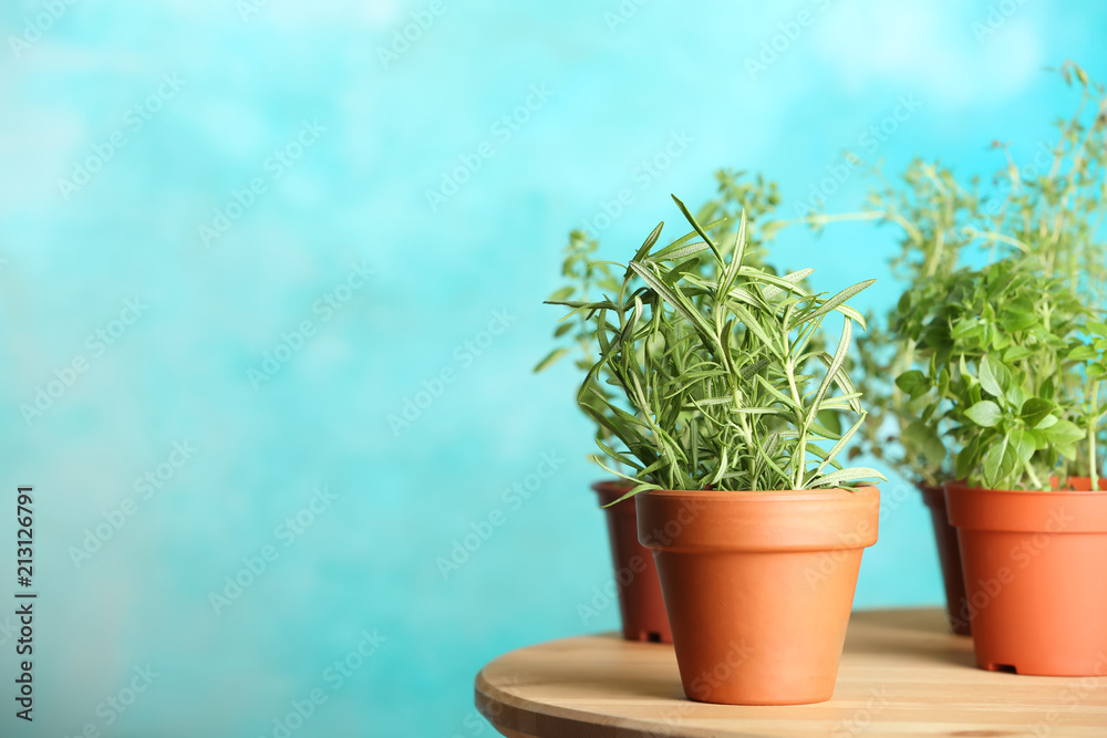 Pots with fresh rosemary on table against color background Pots with fresh rosemary on table against color background