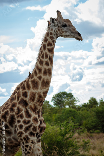 Giraffe  © Abraham