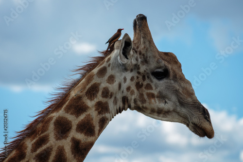 Photography Giraffe