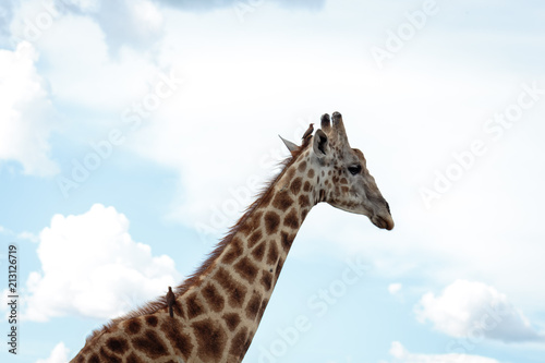 Giraffe  © Abraham